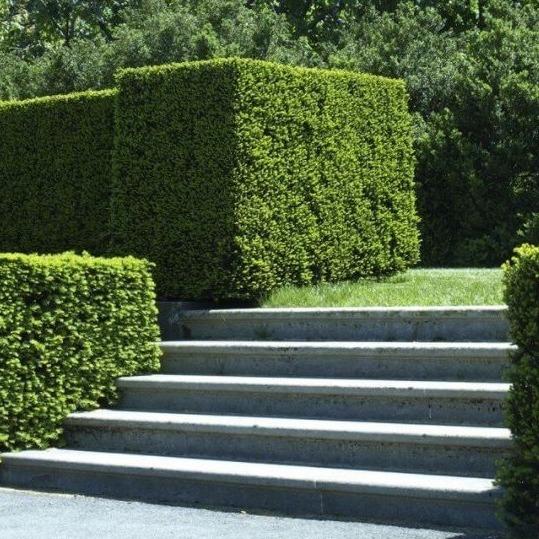 Taxus Bacatta haag pakket per meter.