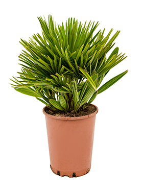 Chamaerops humilis 'Compacta'