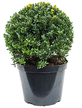 Ilex crenata 'Maxima'