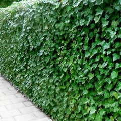 Hedera hibernica groot bladige klimop in een haag