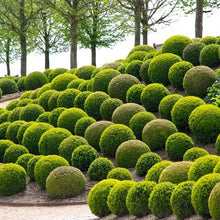 Afbeelding in Gallery-weergave laden, Buxus bol - Buxus microphylla Faulkner
