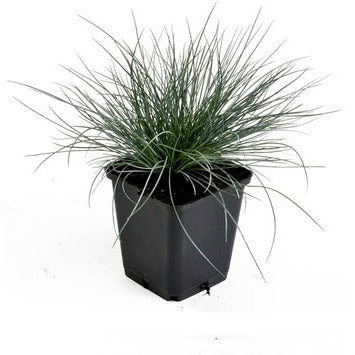 Festuca glauca 'Elijah Blue' - Blauw schapengras P9 pot