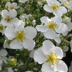 Potentilla frut. Abbotswood - Ganzerik