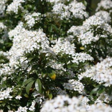 Viburnum Tinus (Sneeuwbal) - Tuinplantenloods