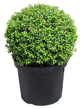 Ilex crenata 'Convexa'
