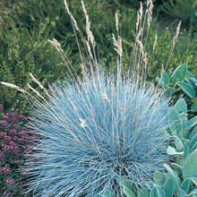 Afbeelding in Gallery-weergave laden, Festuca glauca &#39;Elijah Blue&#39; - Blauw schapengras
