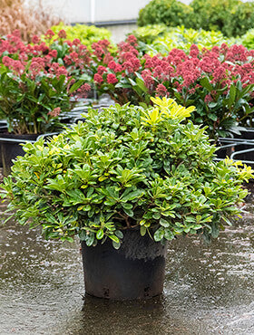 Pittosporum tobira 'Nana'