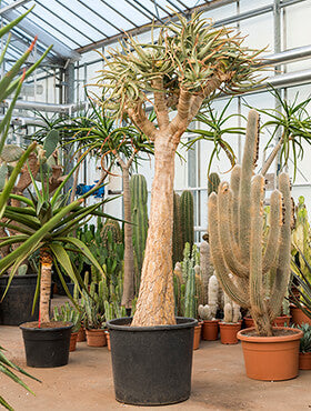 Aloe dichotoma