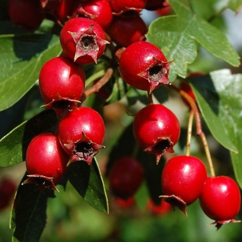 Rode bessen meidoornhaag in pot