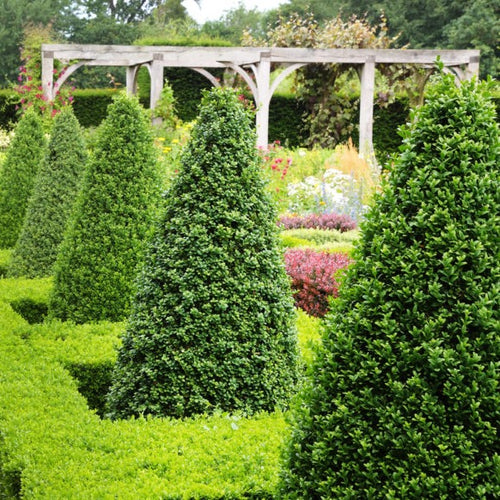 Buxus Kegel - Buxus sempervirens