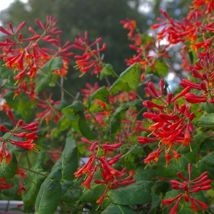 Lonicera brownii 'Dropmore Scarlet'