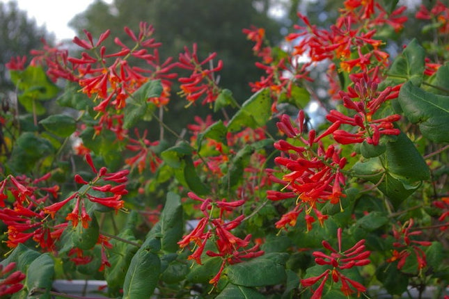 Lonicera brownii 'Dropmore Scarlet'