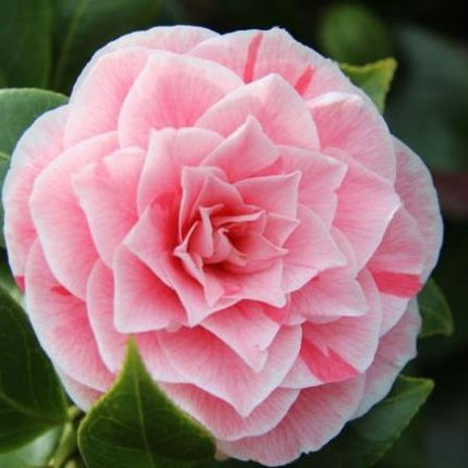 Camellia japonica 'Bonomiana' pink.
