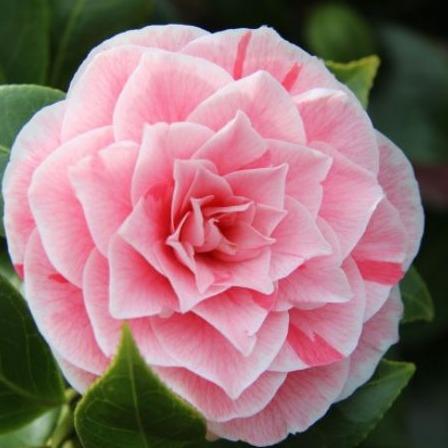 Camellia japonica 'Bonomiana' pink.
