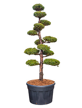 Juniperus chinensis 'Monarch'