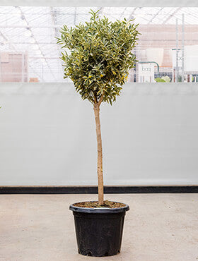 Citrus (Citrofortunella) kumquat 'Variegata'