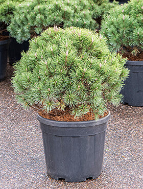 Pinus mugo 'Mops'