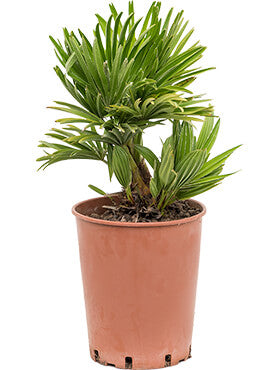 Chamaerops humilis