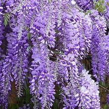 Afbeelding in Gallery-weergave laden, Wisteria sinensis - Blauwe regen
