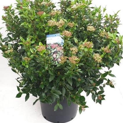 Viburnum Tinus (Sneeuwbal) - Tuinplantenloods