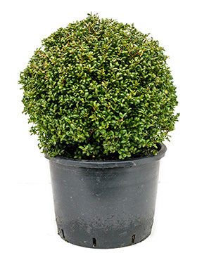 Ilex crenata 'Convexa'