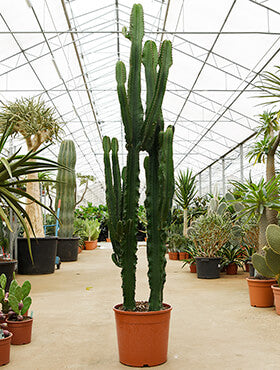 Euphorbia erytrea