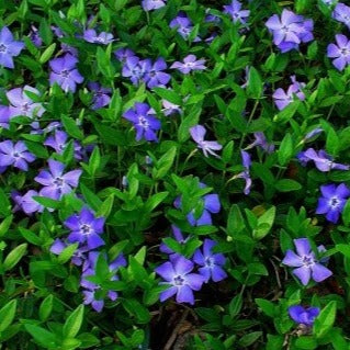 Vinca minor - Kleine Maagdenpalm bodembedekker