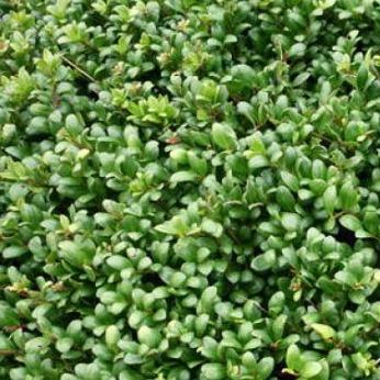 Ilex crenata Convexa (lage haag) pakket per meter - Tuinplantenloods