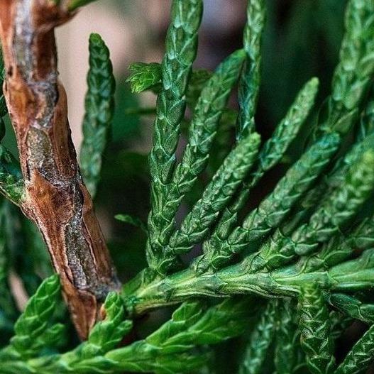 Cupressocyparis leylandii haag pakket per meter.