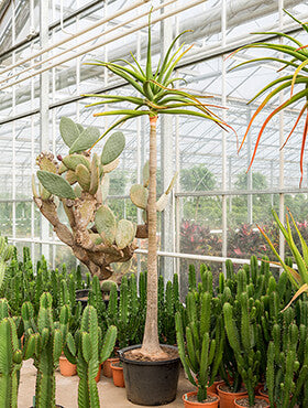 Aloe bainesii (barberae)