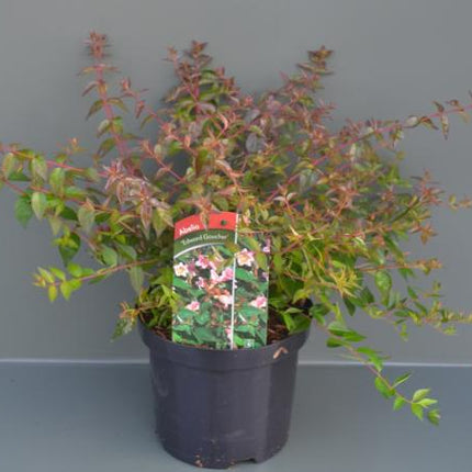 Abelia 'Edward Goucher'	