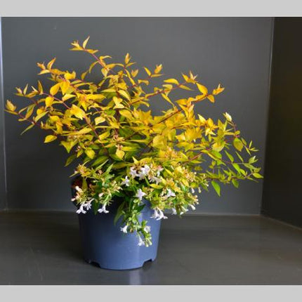 Abelia grandiflora 'Francis Mason' 20-30cm