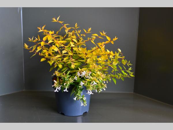 Abelia grandiflora 'Francis Mason' 20-30cm