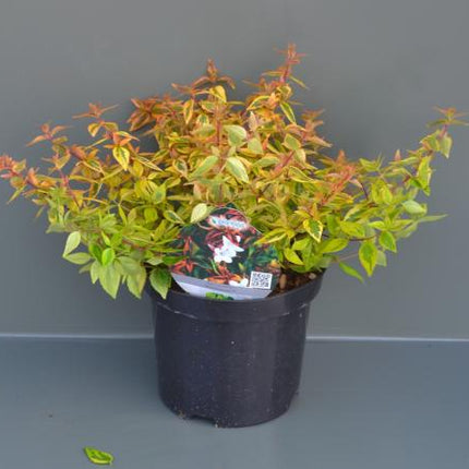 Abelia grandiflora 'Kaleidoscope'