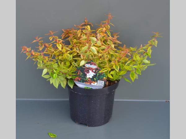 Abelia grandiflora 'Kaleidoscope'