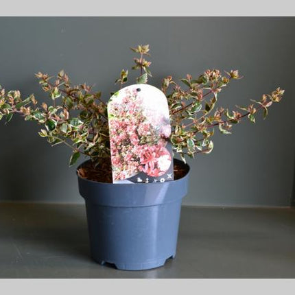 Abelia grandiflora Magic Daydream	
