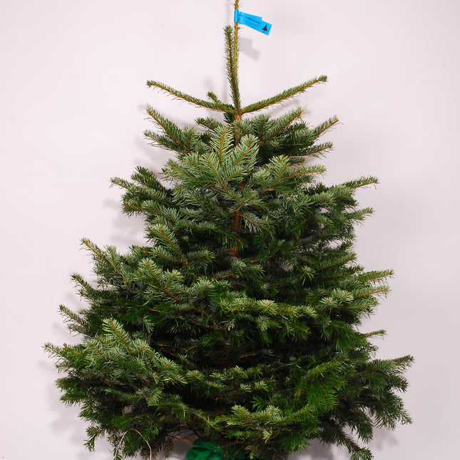 Kerstboom - Nordmann in Pot - Na de kerst in jouw tuin!