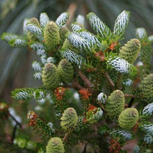 Afbeelding in Gallery-weergave laden, Abies koreana &#39;Silberlocke&#39;
