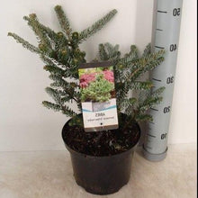 Afbeelding in Gallery-weergave laden, Abies koreana &#39;Silberlocke&#39;
