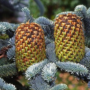Abies procera 'Glauca'