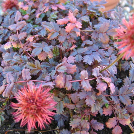 Acaena microphylla 'Kupferteppich' - stekelnootje