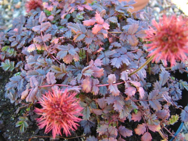 Acaena microphylla 'Kupferteppich' - stekelnootje