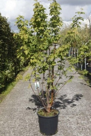 Acer Griseum