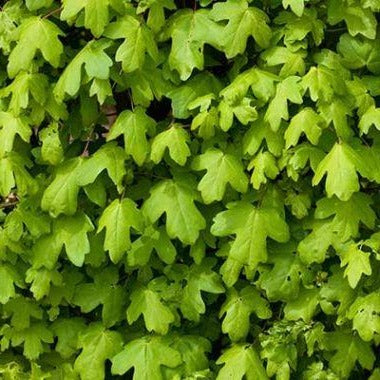 Acer campestre blad esdoornhaag