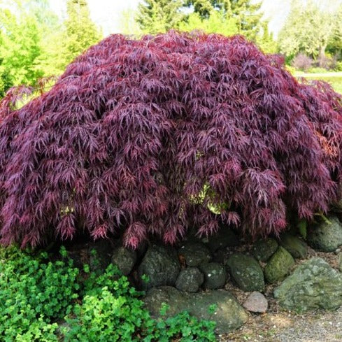 Acer palmatum garnet