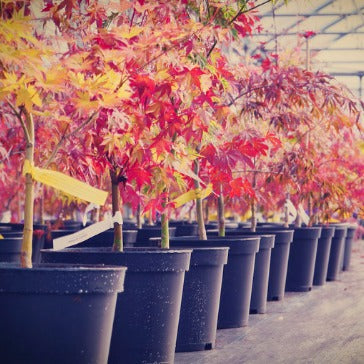 Acer palmatum garnet