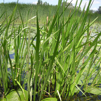 Acorus calamus - Kalmoes