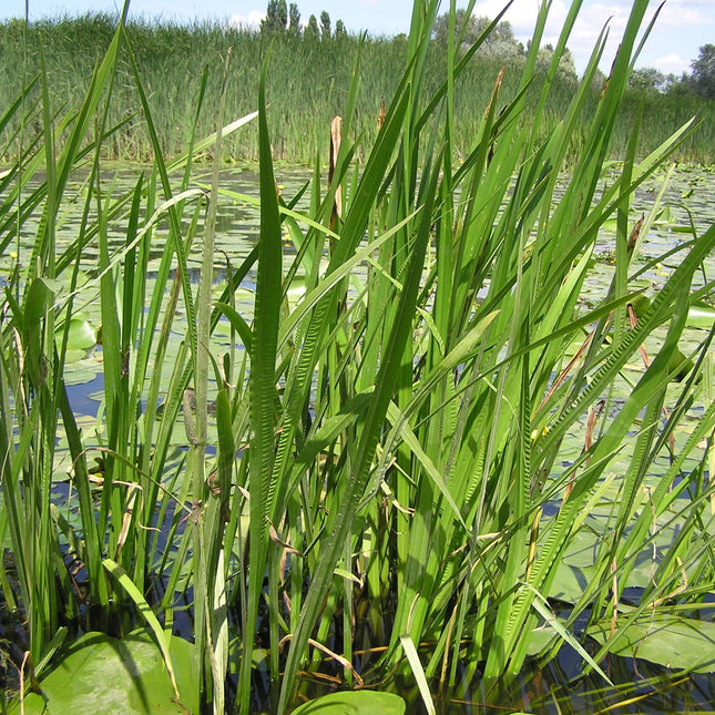 Acorus calamus - Kalmoes