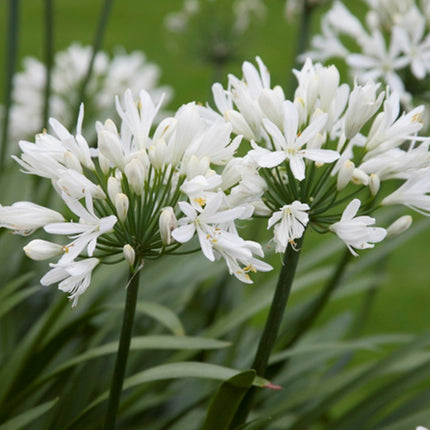 Agapanthus afr. 'Albus' - Witte Afrikaanse lelie