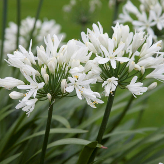 Agapanthus afr. 'Albus' - Witte Afrikaanse lelie